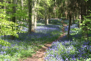 Bluebells in the woods
